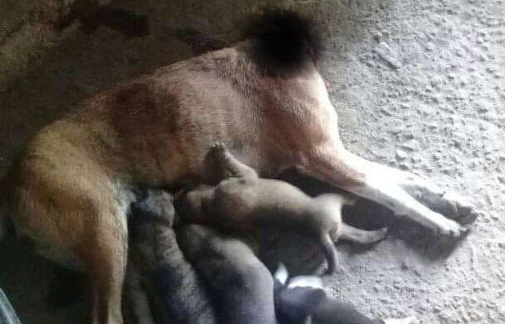 Viral Foto Anjing yang Kepalanya Terpenggal Menyusui Anak-anaknya. (Foto: Istimewa)